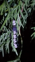 Tessaratoma papillosa