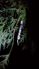 Tessaratoma papillosa