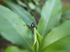 Desmogramma