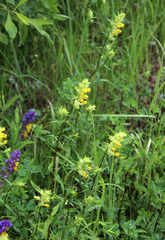Rhinanthus serotinus aestivalis