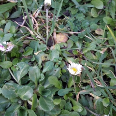 Bellis perennis