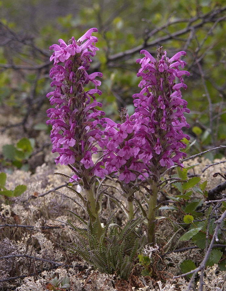 Pedicularis langsdorffii ssp. arctica