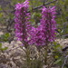Pedicularis langsdorffii arctica - Photo (c) Andy Fyon, μερικά δικαιώματα διατηρούνται (CC BY-NC), uploaded by Andy Fyon