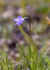 Campanula uniflora