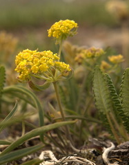 Bupleurum americanum