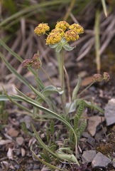 Bupleurum americanum