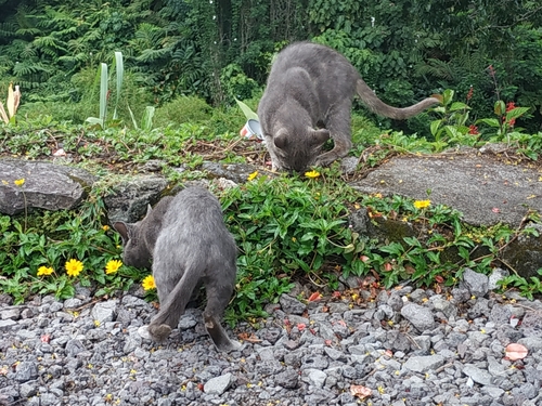 Felis catus observed 2023-09-19