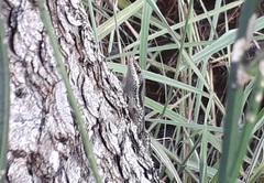 Notomabuya frenata