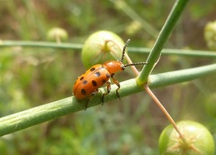 Crioceris duodecimpunctata