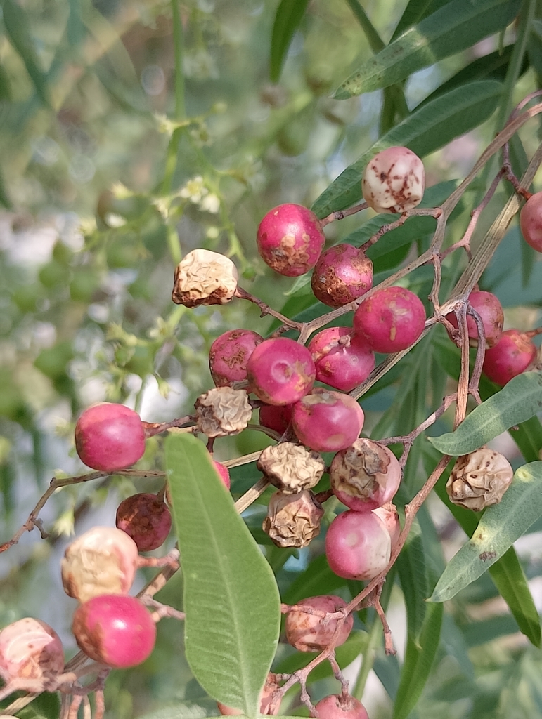 Peruvian Pepper Tree from Jardines de la Concepción I, Aguascalientes ...