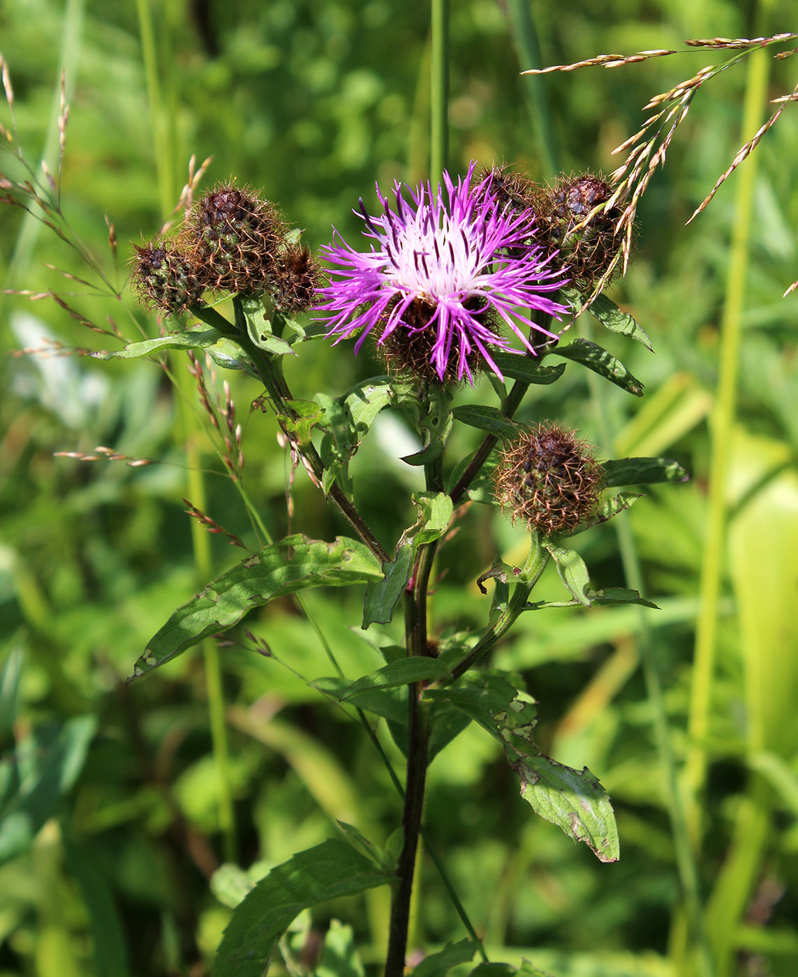 Centaurea phrygia