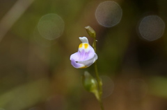 Utricularia geoffrayi