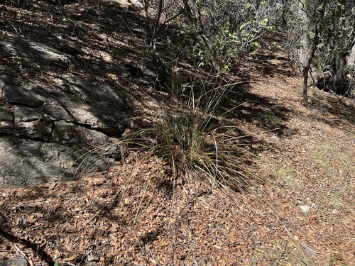 Nolina microcarpa