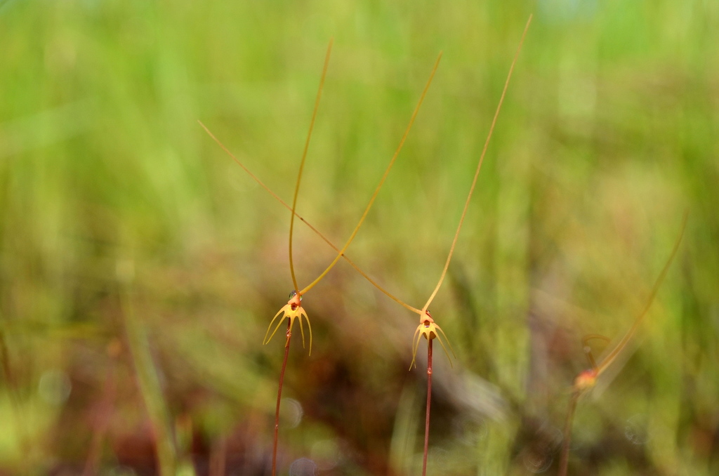 Utricularia capilliflora F.Muell.