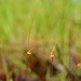 Utricularia capilliflora - Photo (c) Thilo Krueger, some rights reserved (CC BY-NC), uploaded by Thilo Krueger