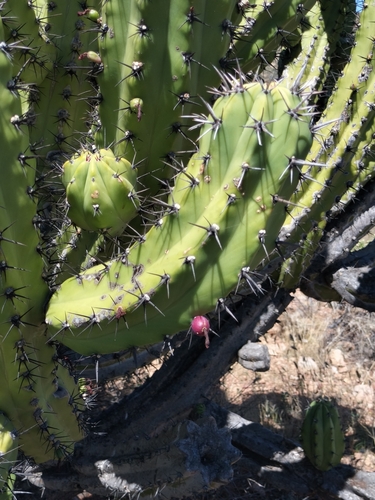 Image of Myrtillocactus cochal by no rights reserved