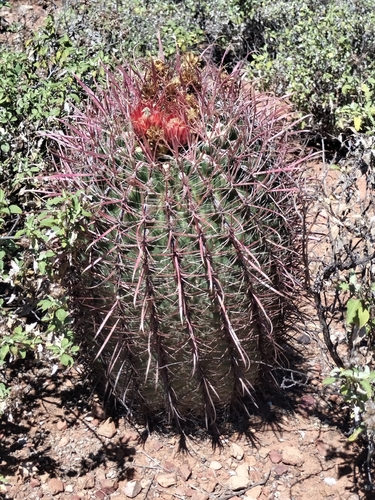 Image of Ferocactus gracilis by no rights reserved