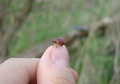 Gonioctena fornicata