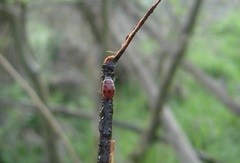 Gonioctena fornicata