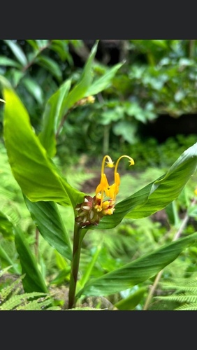 Globba marantina, photograph 5