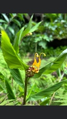 Globba marantina, photograph Greg III Espera, CC BY, iNaturalist via GBIF