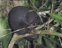 Ground Cuscus photo 5