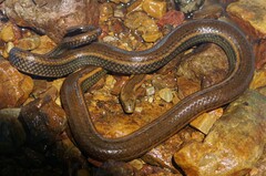Rainbow Mud Snake photo 4