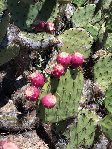 Image of Opuntia clarkiorum by no rights reserved