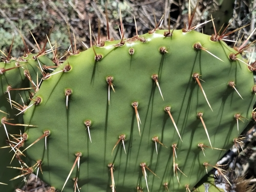Image of Opuntia clarkiorum by no rights reserved