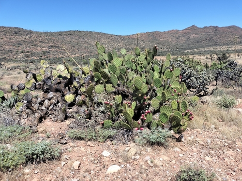 Image of Opuntia clarkiorum by no rights reserved