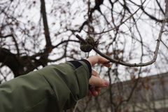 Callirhytis quercuscornigera