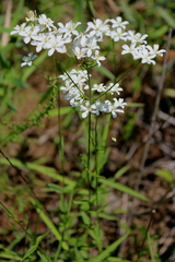 Sabatia difformis