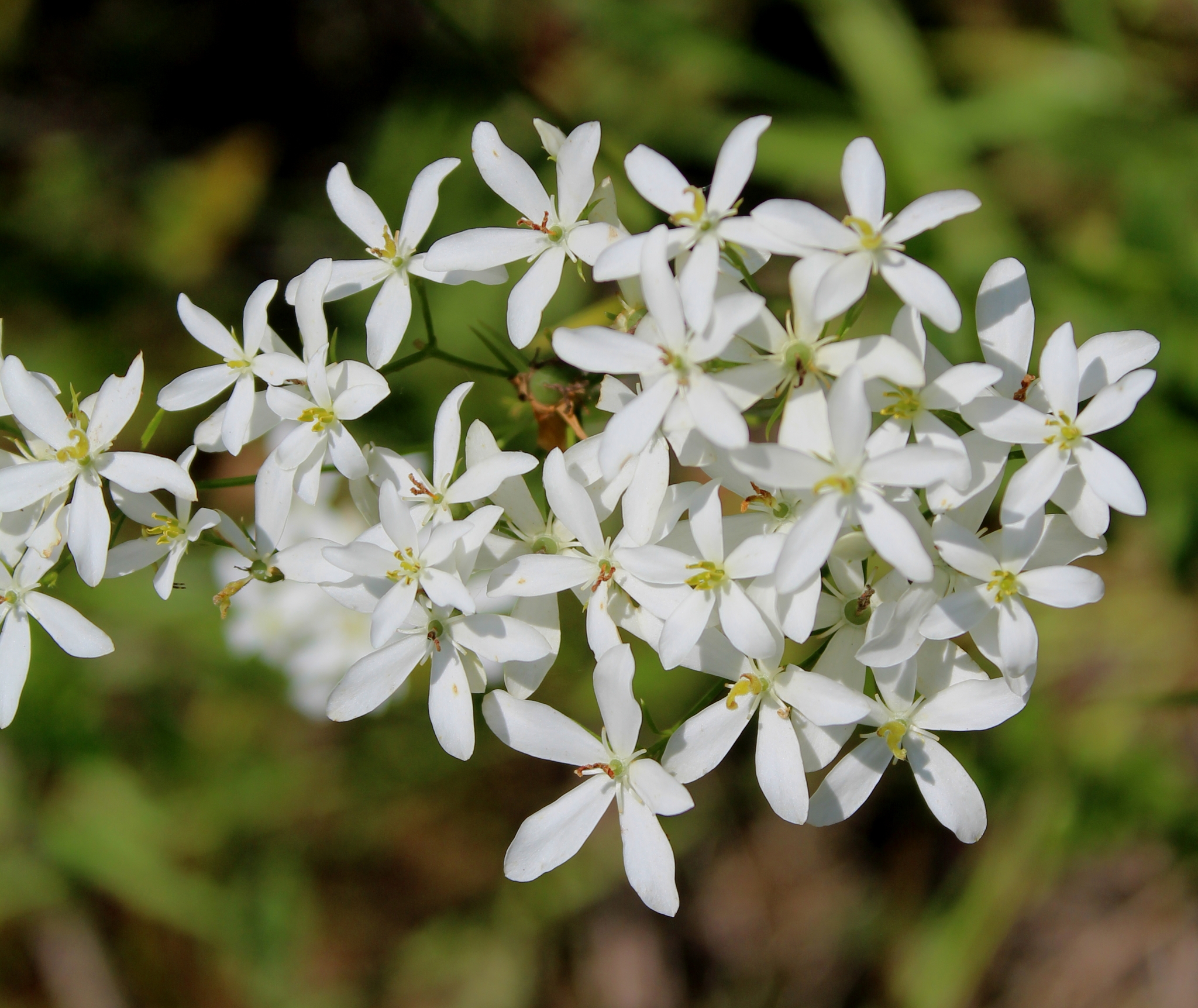 Sabatia difformis