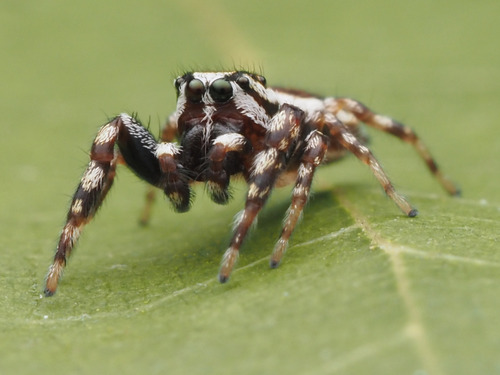 Common white-cheeked jumping spider photo 3