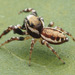 Common White-cheeked Jumping Spider - Photo no rights reserved, uploaded by Zygy
