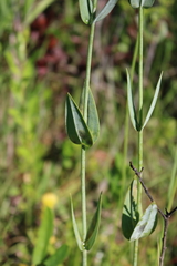 Sabatia macrophylla