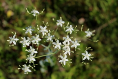 Sabatia macrophylla