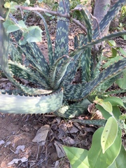 Aloe vandermerwei