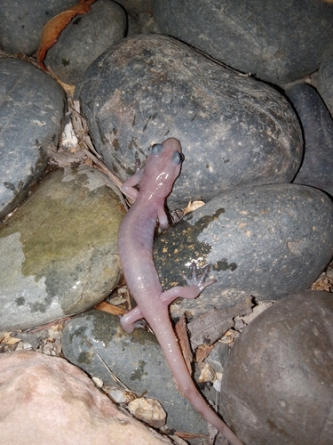 Arboreal Salamander, Santa Cruz County, photo 7 of 10