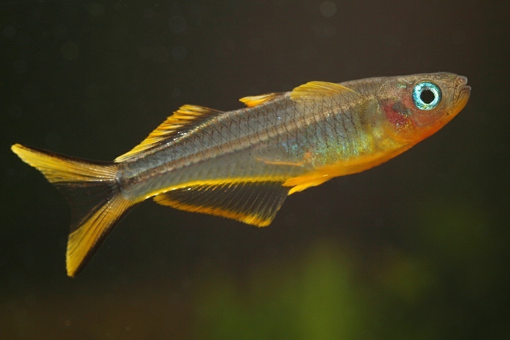 Poisson bleu à queue fourchue (Pseudomugil furcatus)