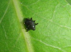 Trigonopterus
