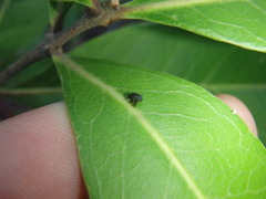 Trigonopterus