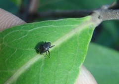 Trigonopterus