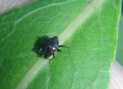 Trigonopterus