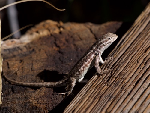 iNaturalist observation photo of Common Sagebrush Lizard