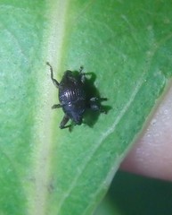 Trigonopterus