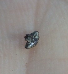 Trigonopterus