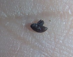 Trigonopterus