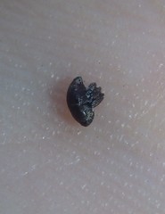 Trigonopterus