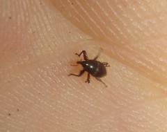 Trigonopterus